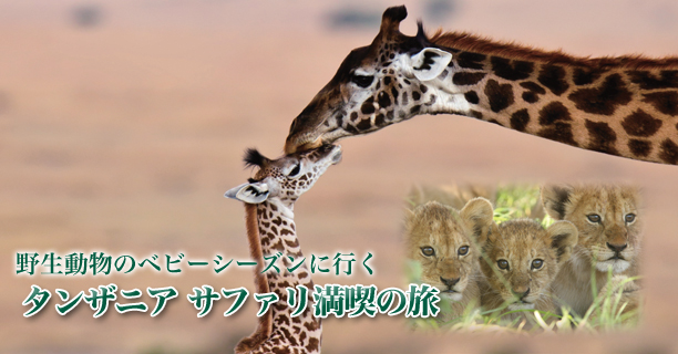 野生動物のベビーシーズンに行く タンザニア サファリ満喫の旅